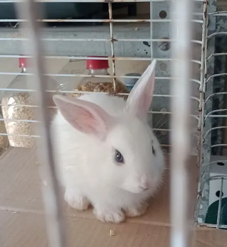 Filhote de coelho branco macho