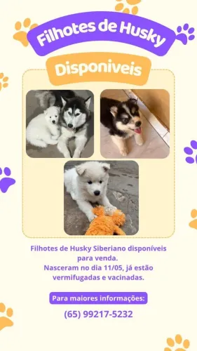 Filhotes de Husky Siberiano