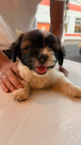 Filhote shih tzu