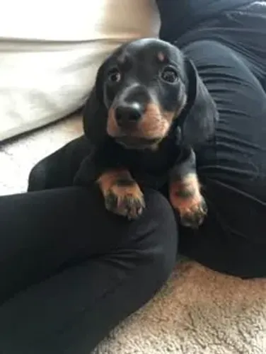 Filhotes de Dachshund para Quem Valoriza Segurança na Compra