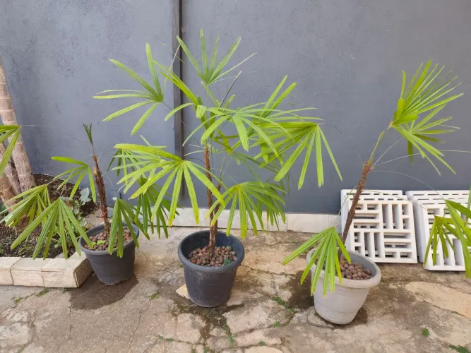 Kit com 3 lindas mudas de ráfia!