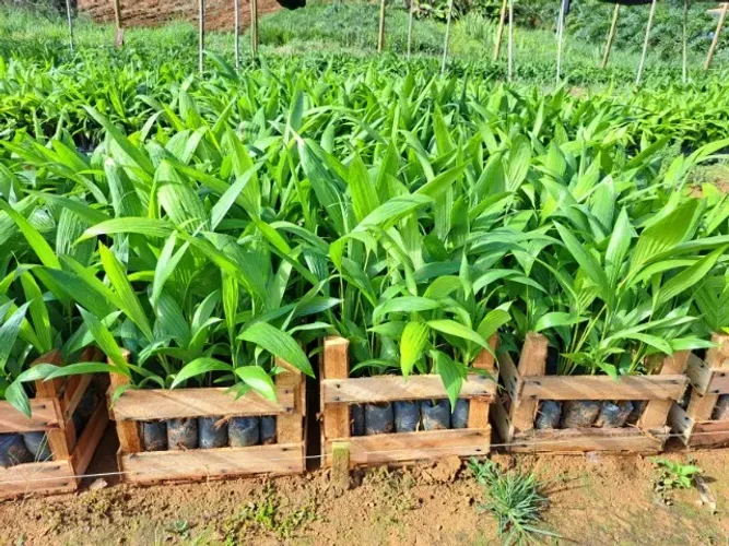 Mudas de Palmito Pupunha