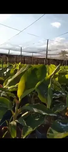 Vendo Fazenda Produtiva em Mauriti.