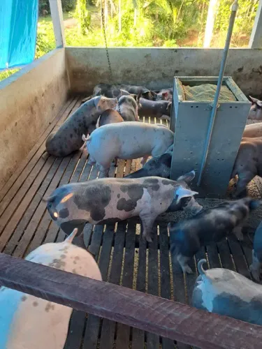 SUINO abate e recria