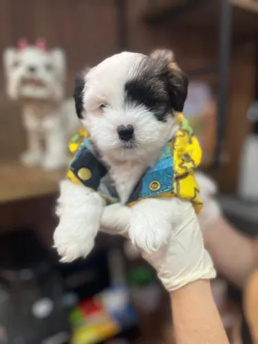 Lhasa Apso Miniatura com pelagem refinada e temperamento estável