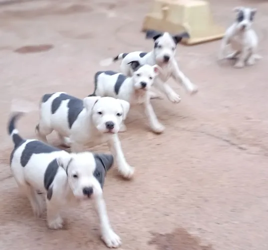 Pitbull 50 dias American Sttarfourshire Legítimos