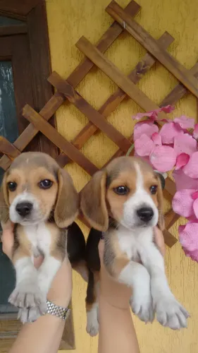 Beagle tricolor Macho microchip opção