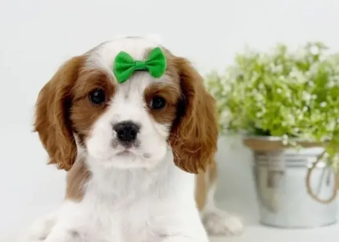 Cavalier King: companheirismo, docilidade e beleza em um só cão