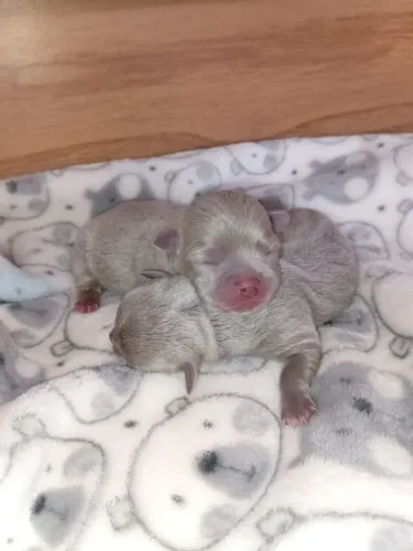 CHIHUAHUA- Príncipe e Princesa Da Sua Vida. ESCOLHA O SEU LILAC