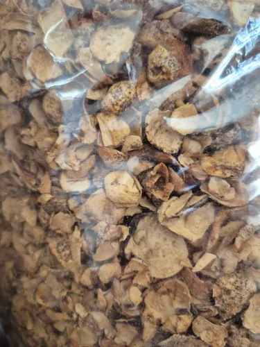 Venda cogumelo Agaricus blazei