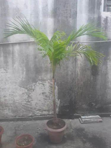Palmeira com vaso