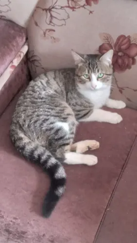 Gatinho 