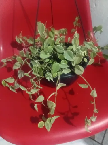 Vendo plantas de pendurar vaso 18 e 30
