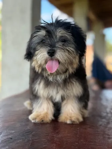Lhasa Apso fêmea e macho