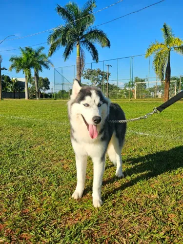 FILHOTE DE HUSKY SIBERIANO!!! LINDO Macho com 9 meses!!! Com PEDIGREE e VACINADO!!
