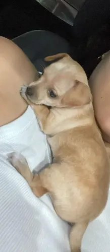 Cachorro pinscher