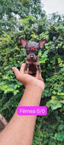 Pinscher miniatura - Preto e canela!