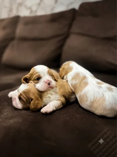 Filhotes Fêmeas de Cavalier King Charles Spaniel