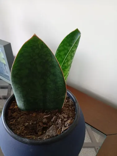 Sansevieria mosaniana Barbatana de baleia ( rara)