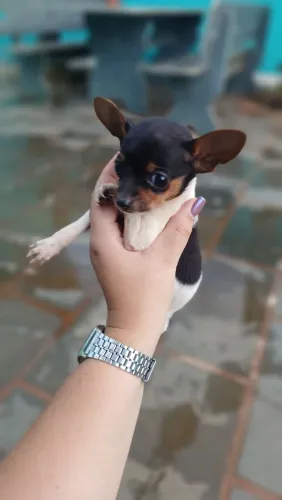Filhote de pinscher macho pequeno pintado