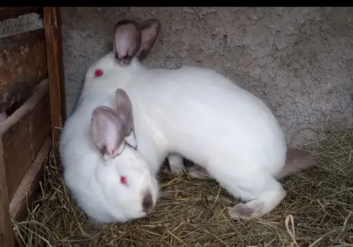 Coelho Califórnia Casal