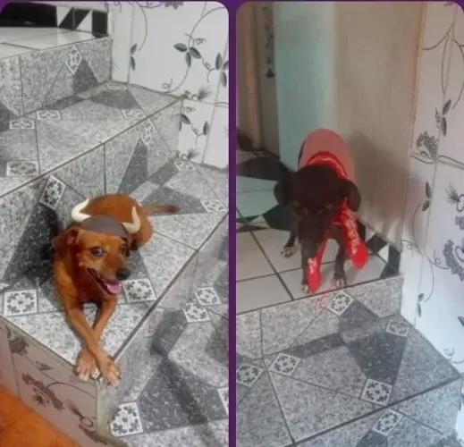 Doação de dois cachorros 