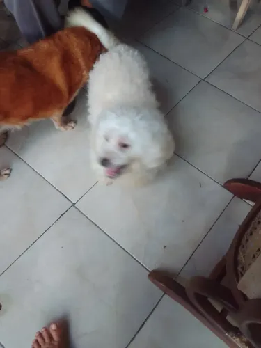 Verdes _Sem um cachorro pools