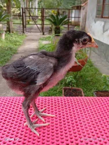 Filhotes de Galinha Cara de Palhaço - Itanhaém SP