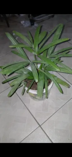 Planta Coqueiro 