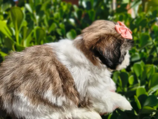 Ninhada de Shih Tzu fêmeas e machos