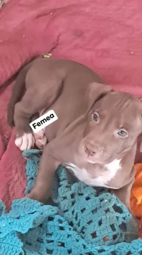 Filhotes de pitbull no precin