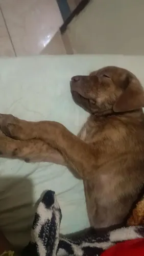 Estou doando cachorro