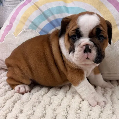 BullDog Inglês: Pefeito para sua família