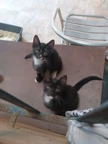 Gatinhas para doação