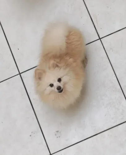 Lulu da pomerania