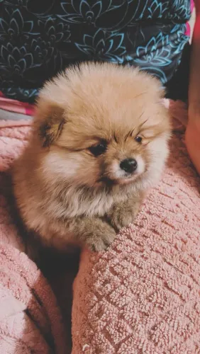 Lulu da Pomerânia fêmea. Ursinha disponível. Valor especial para cia.