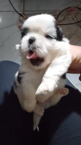 Cachorro shih tzu