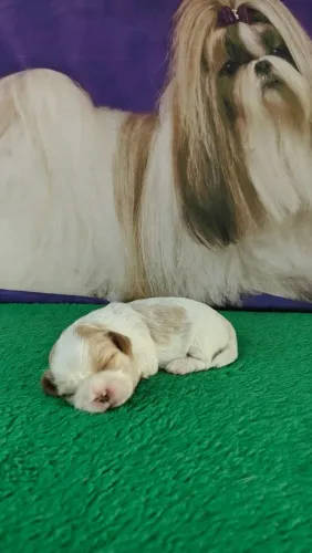 Lhasa Apso canil família Danúbio 