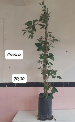 Frutíferas ?