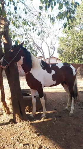 Vendo cavalo garanhao pampa QM com Paint horse
