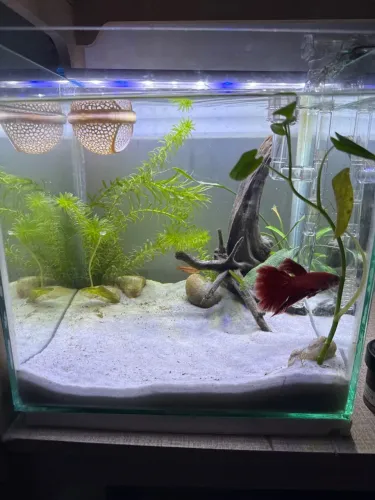 Aquário cubo