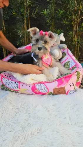 Schnauzer miniatura cor sal e pimenta, imunizadas, prontas para entrega!