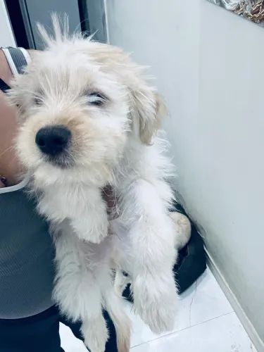 CACHORRO FILHOTE DOAÇÃO
