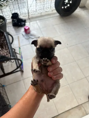 VENDO FILHOTE DE PUG MACHO. VALOR: 1000 