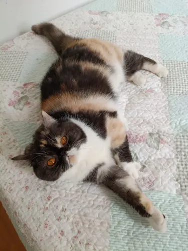 Gata exótica tricolor