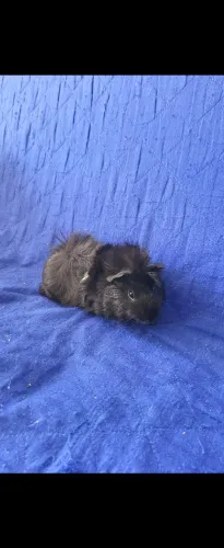 Porco da india 
