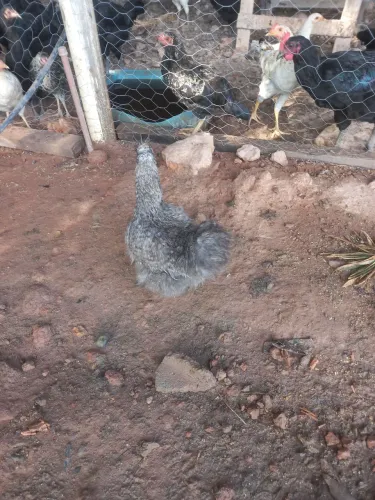 Galinha ornamental Sedosas do Japão 