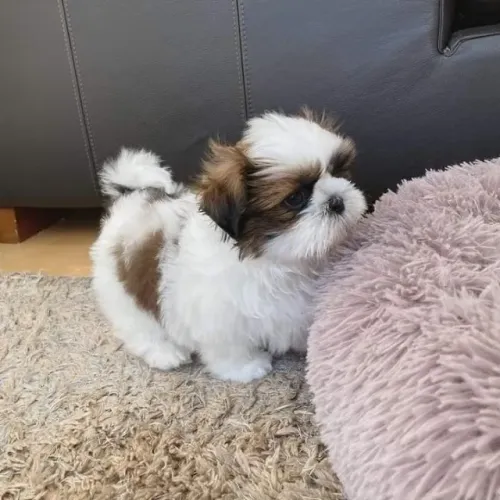 O bebê que faz qualquer dia ficar melhor