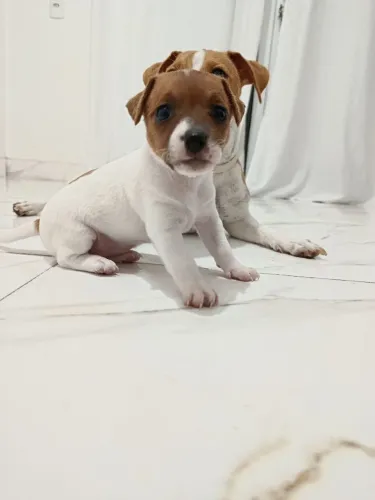 Fêmea Filhote jack Russell terrier
