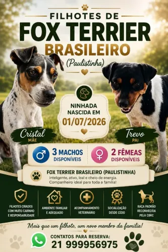 Filhotes de Fox terrier Brasileiro ( Fox paulistinha) 50 dias, vacinados, vermifugados